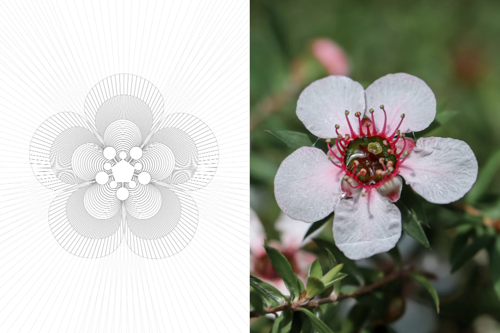 Health Mel：全新高端瑪努卡蜂蜜品牌包裝設(shè)計驚艷亮相